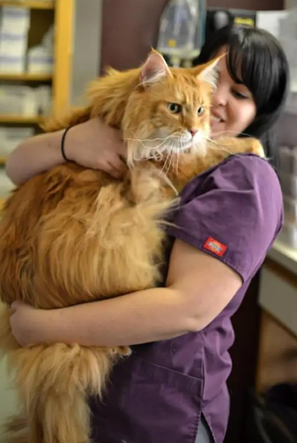 big fluffy and definitely adorable maine coon cat 10 pictures 2