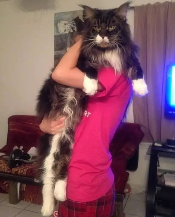 big fluffy and definitely adorable maine coon cat 10 pictures 3