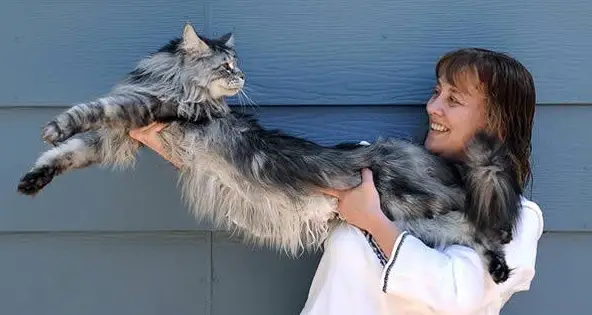 big fluffy and definitely adorable maine coon cat 10 pictures 4