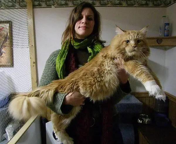 big fluffy and definitely adorable maine coon cat 10 pictures 6