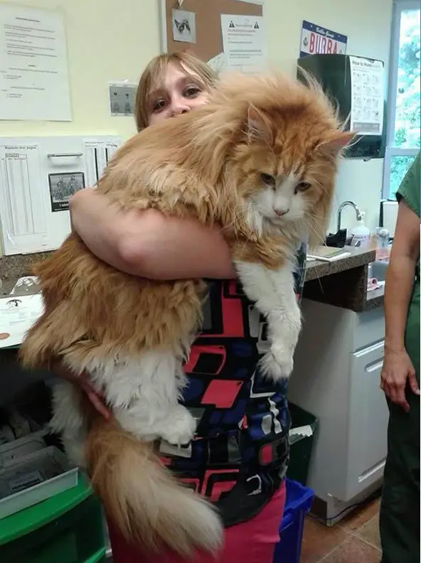 big fluffy and definitely adorable maine coon cat 10 pictures 9