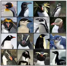 birds in tuxedos 15 facts about cute and funny penguins 16