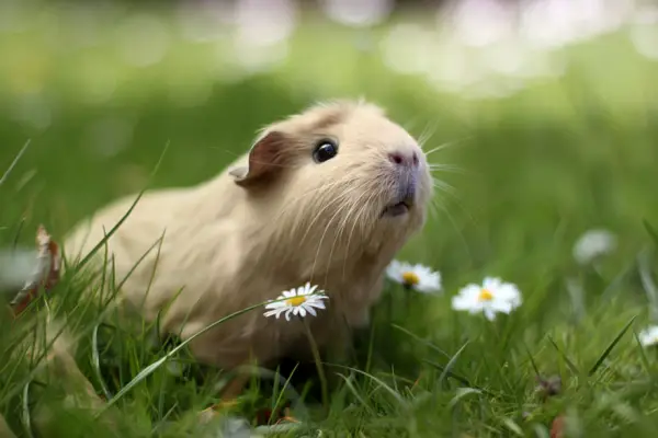 booboo  the gang 13 pic of the most adorable guinea pig models 12