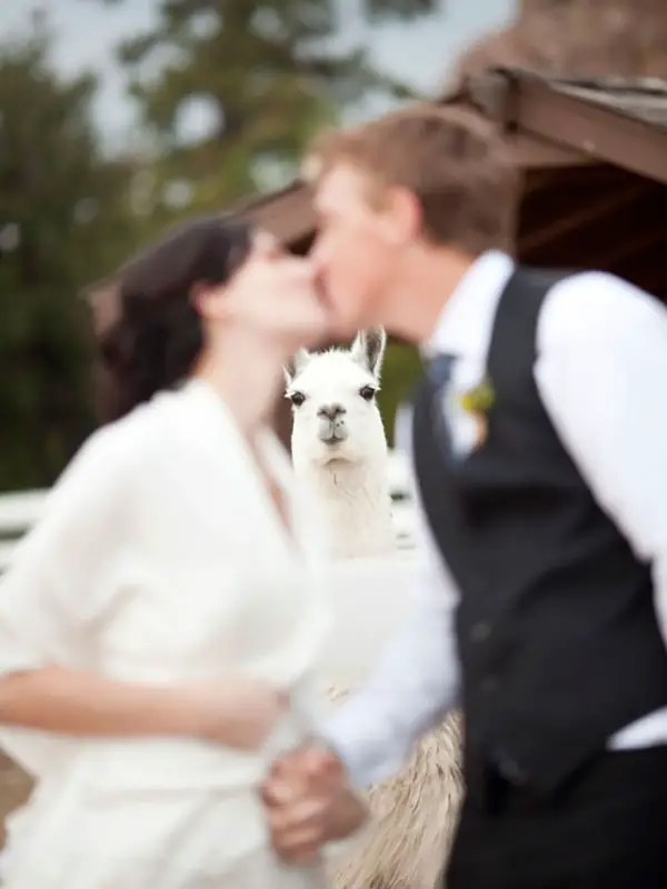 both adorable and awkward animal photobombs 15 pictures 15