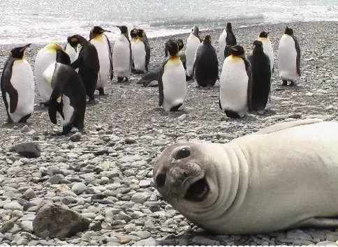 both adorable and awkward animal photobombs 15 pictures 7