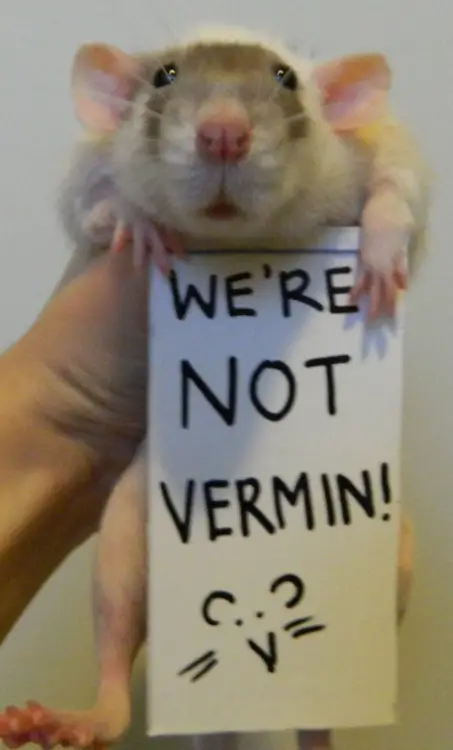 breaking the stereotypes 10 adorably cute rats 1
