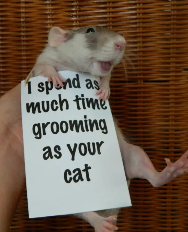 breaking the stereotypes 10 adorably cute rats 10