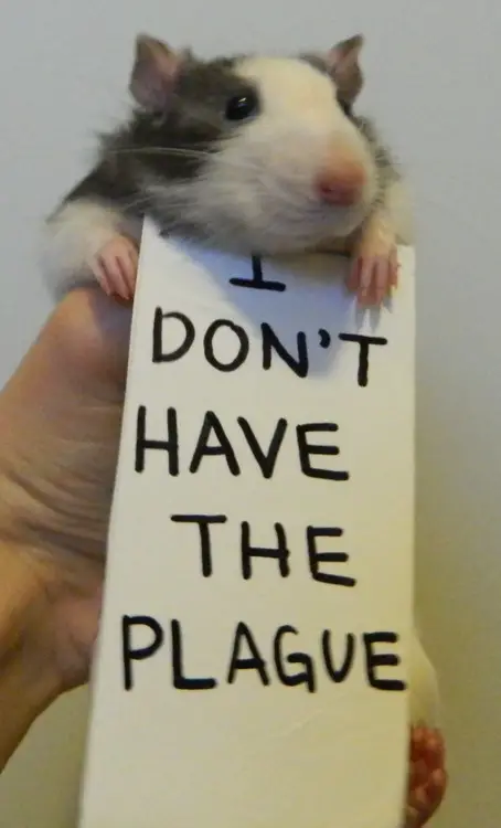 breaking the stereotypes 10 adorably cute rats 2