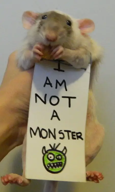breaking the stereotypes 10 adorably cute rats 3