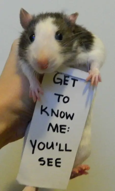 breaking the stereotypes 10 adorably cute rats 4