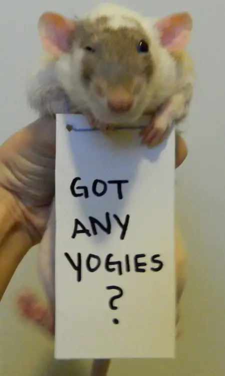 breaking the stereotypes 10 adorably cute rats 7
