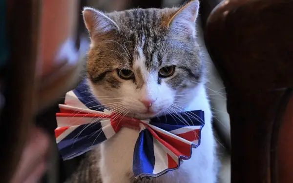 britains cutest chief mousers 14 pictures 4