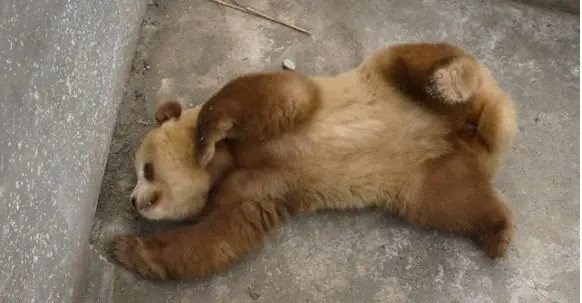 can anything be cuter than a brown panda bear 10 pictures 2