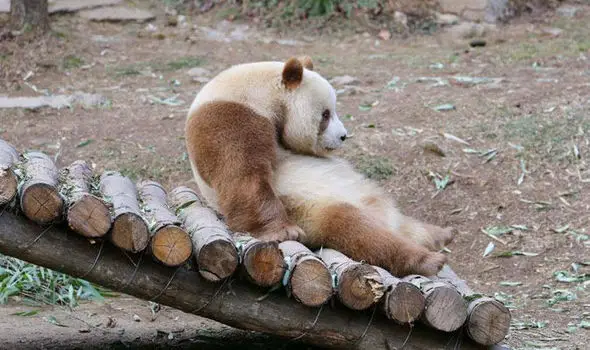 can anything be cuter than a brown panda bear 10 pictures 3