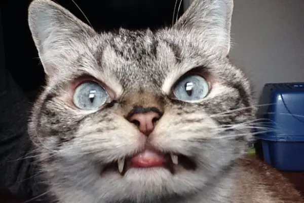 cats are cute but also a bit weird 11 pictures 3