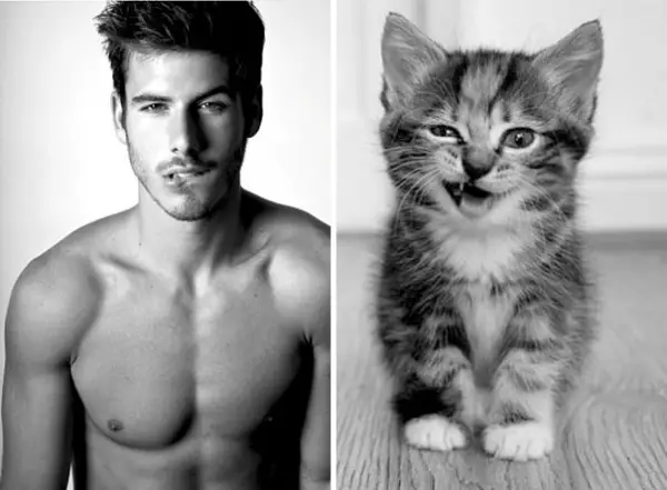cats posing as handsome guys 21 pics 15