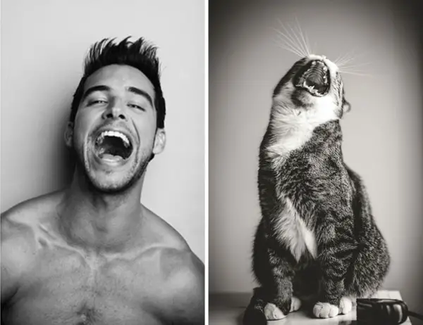 cats posing as handsome guys 21 pics 2