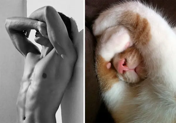 cats posing as handsome guys 21 pics 20