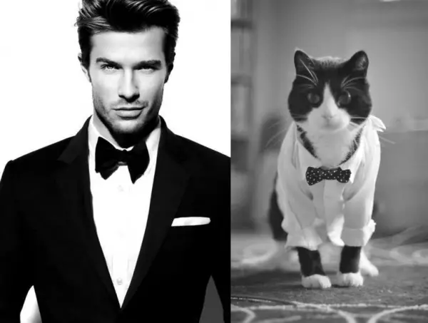 cats posing as handsome guys 21 pics 22