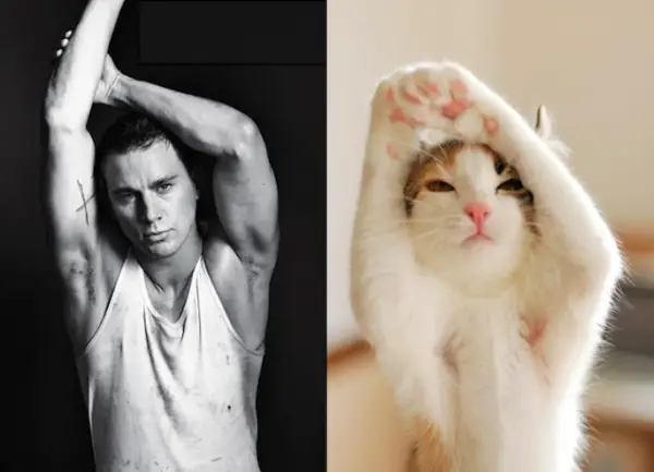 cats posing as handsome guys 21 pics 3
