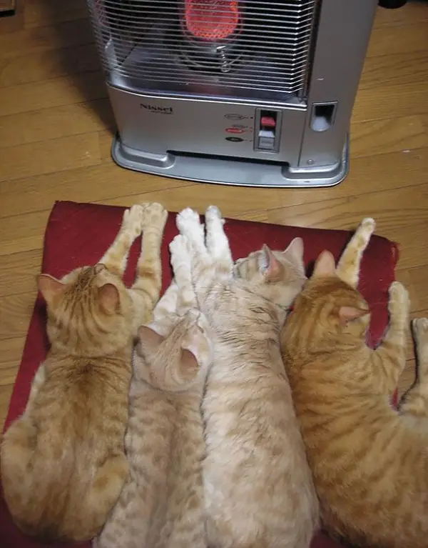 cats will love it if it is warm 12 pictures 11