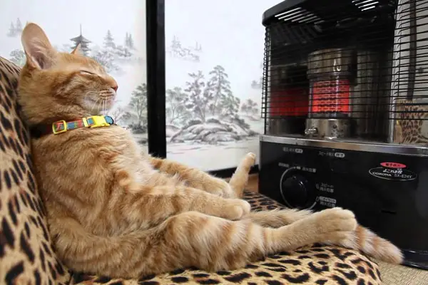 cats will love it if it is warm 12 pictures 12