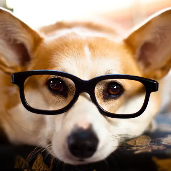 charming witty and overall adorable 12 interesting corgie facts 6