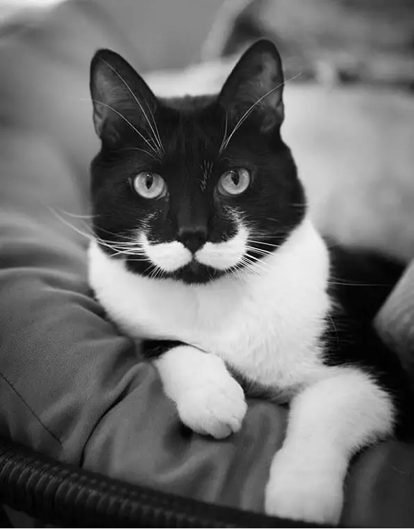 classy animals with mustaches 15 pics 1