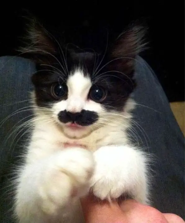 classy animals with mustaches 15 pics 13