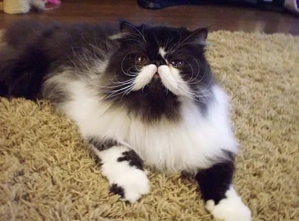 classy animals with mustaches 15 pics 9