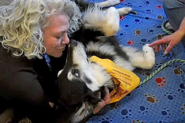 college therapy dogs help students destress during finals 8 pictures 7