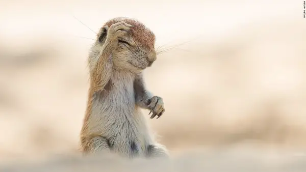comedy wildlife photography awards winners and their amazing travel stories 10 pictures 10