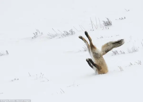 comedy wildlife photography awards winners and their amazing travel stories 10 pictures 2