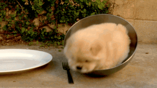 compilation of 21 cute and amazing animal gifs 10