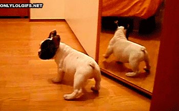 compilation of 21 cute and amazing animal gifs 11
