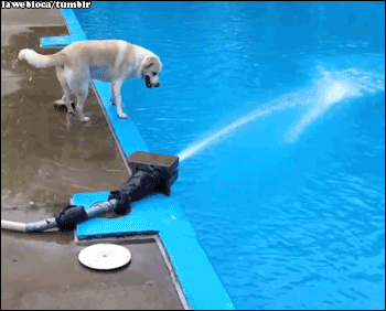compilation of 21 cute and amazing animal gifs 12