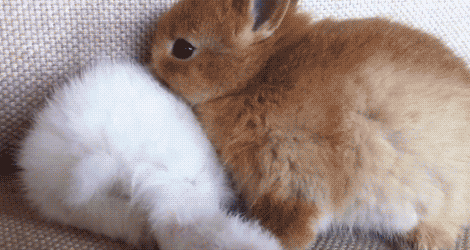 compilation of 21 cute and amazing animal gifs 17