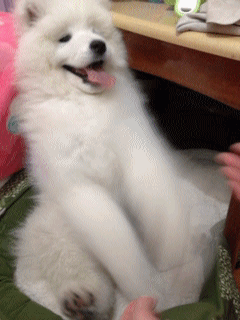 compilation of 21 cute and amazing animal gifs 2