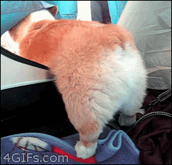 compilation of 21 cute and amazing animal gifs 6