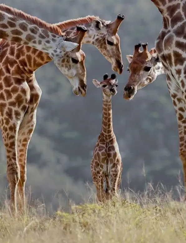 cute baby animals surrounded by love 18 most adorable animal families 10
