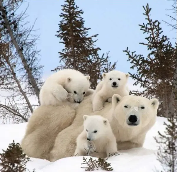 cute baby animals surrounded by love 18 most adorable animal families 11