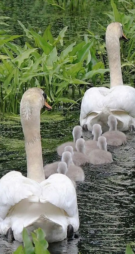 cute baby animals surrounded by love 18 most adorable animal families 12