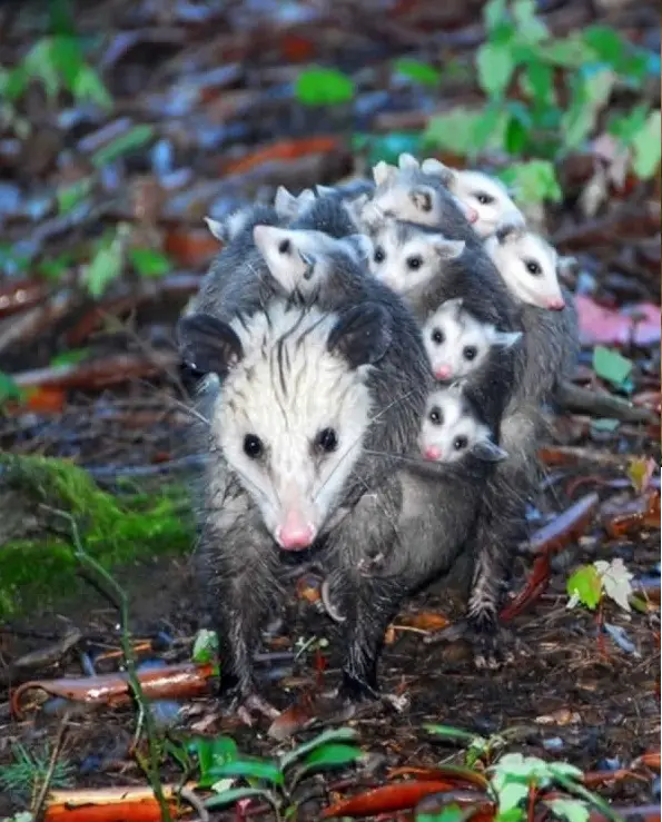 cute baby animals surrounded by love 18 most adorable animal families 13
