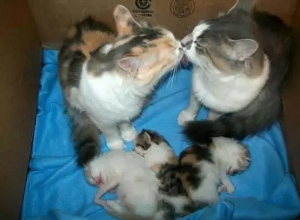 cute baby animals surrounded by love 18 most adorable animal families 14
