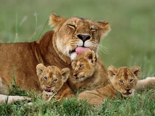 cute baby animals surrounded by love 18 most adorable animal families 17