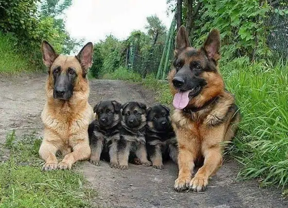 cute baby animals surrounded by love 18 most adorable animal families 8