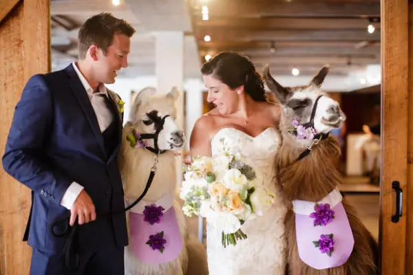 cute trend animals at weddings 10 pictures 2