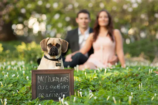 cute trend animals at weddings 10 pictures 6
