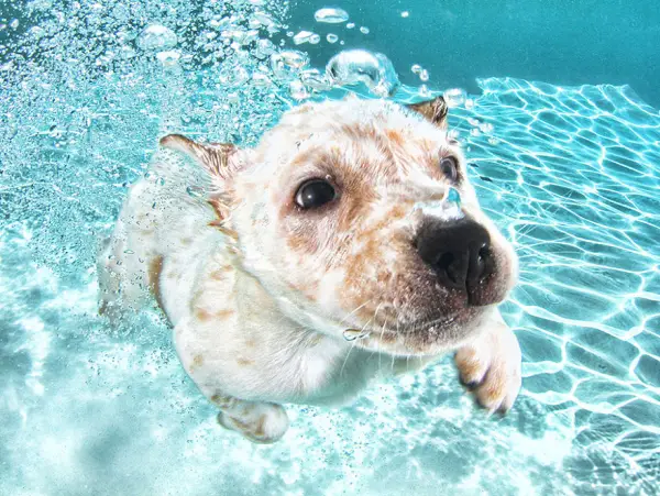 cute underwater puppy shots by seth casteel 10 pics 10