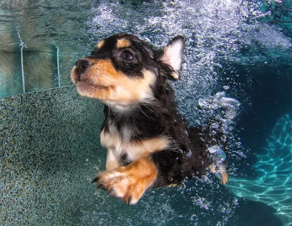cute underwater puppy shots by seth casteel 10 pics 4